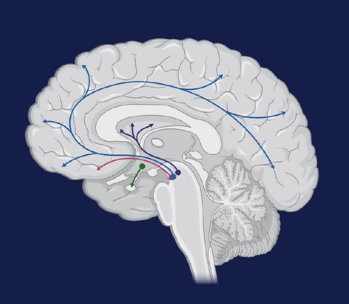 The brain's reward circuitry. Illustration by MJ Soares