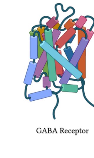 The GABA receptor, where drugs like phenobarbital bind. Illustration by MJ Soares