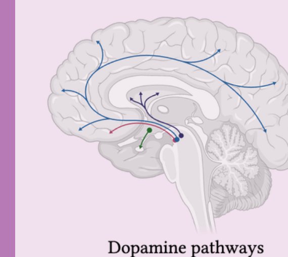 Dopamine pathways in the brain. Illustration by MJ Soares