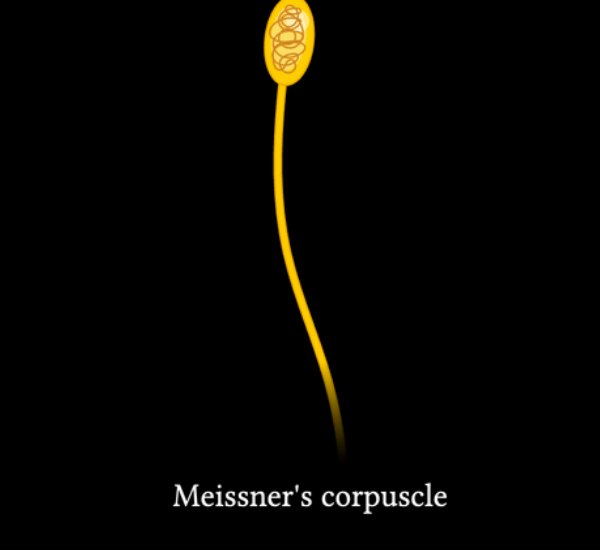 A Meissner's corpuscle, the light-touch sensor found in fingertip skin. Illustration by MJ Soares