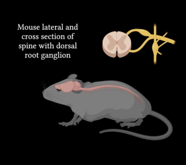 Mouse lateral and cross section of spine with dorsal root ganglion. Illustration by MJ Soares